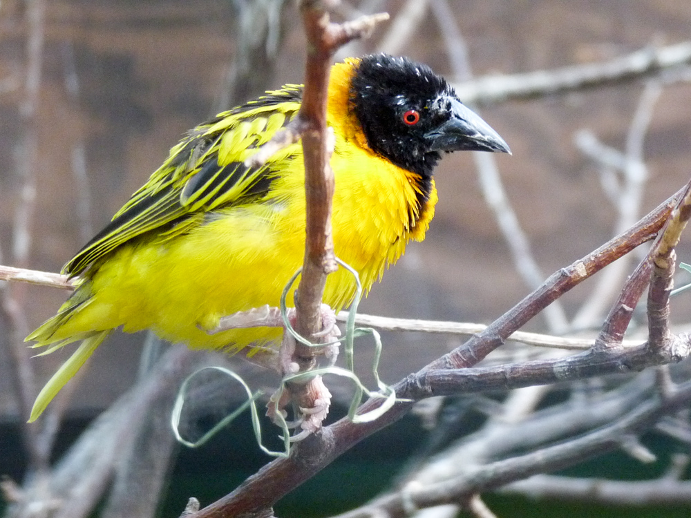 20170730 Fotogruppe_Zoo_Sabine-39.jpg