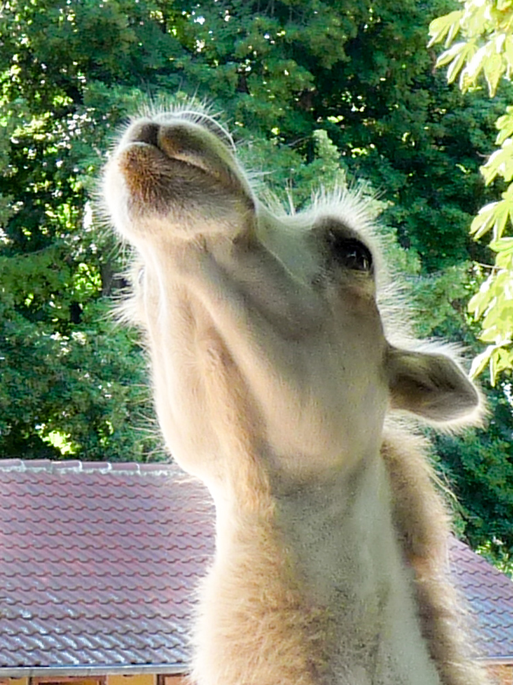 20170730 Fotogruppe_Zoo_Sabine-129.jpg