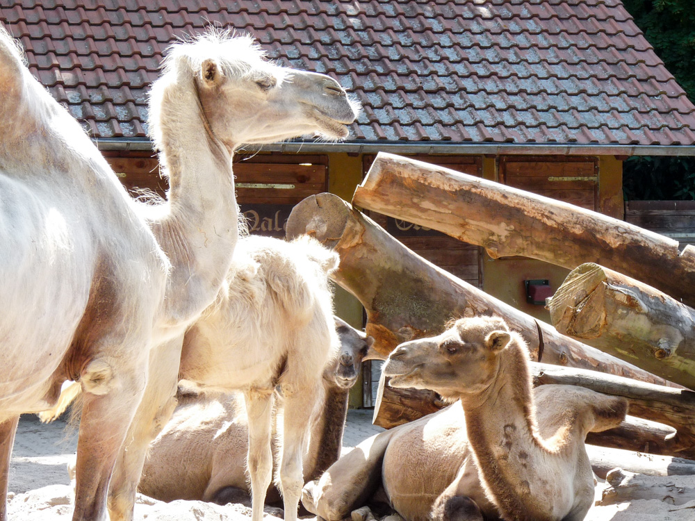 20170730 Fotogruppe_Zoo_Sabine-131.jpg