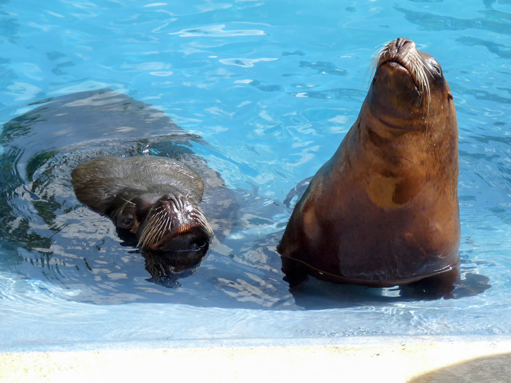 20170730 Fotogruppe_Zoo_Sabine-138.jpg