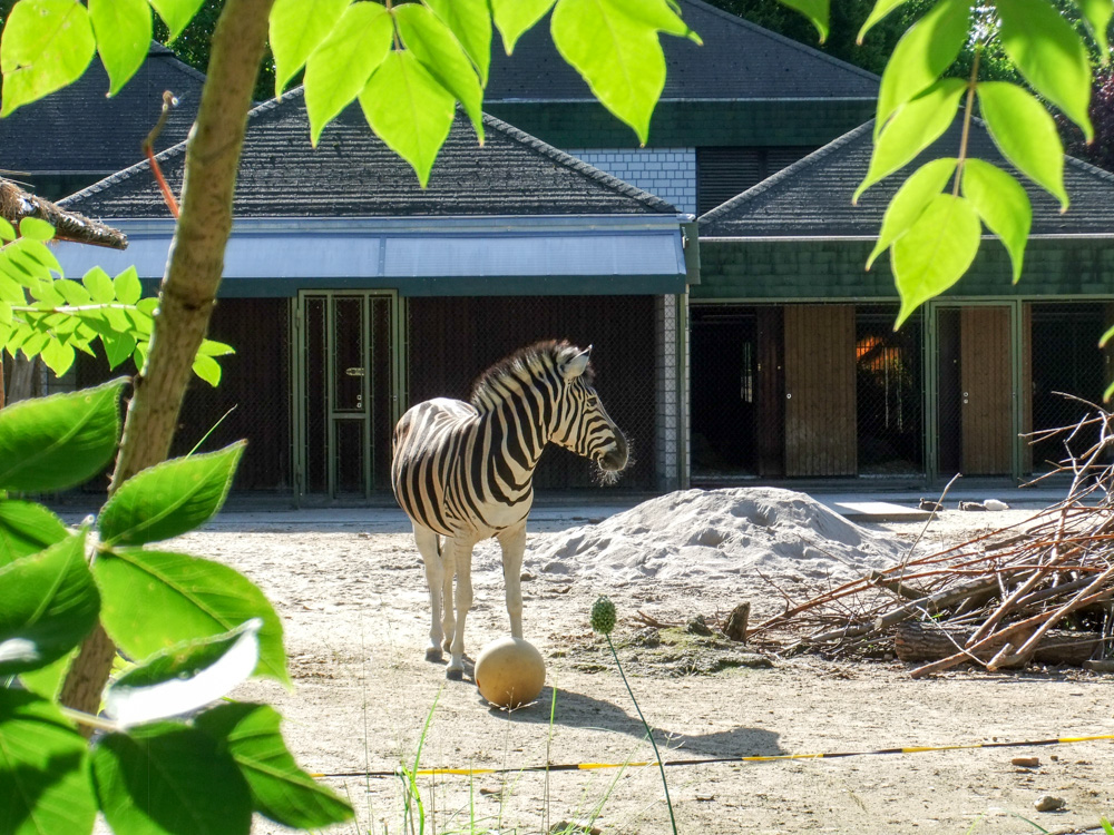 20170730 Fotogruppe_Zoo_Anna Maria-26.jpg