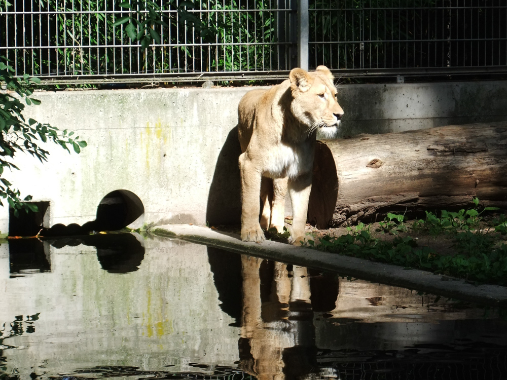20170730 Fotogruppe_Zoo_Anna Maria-71.jpg