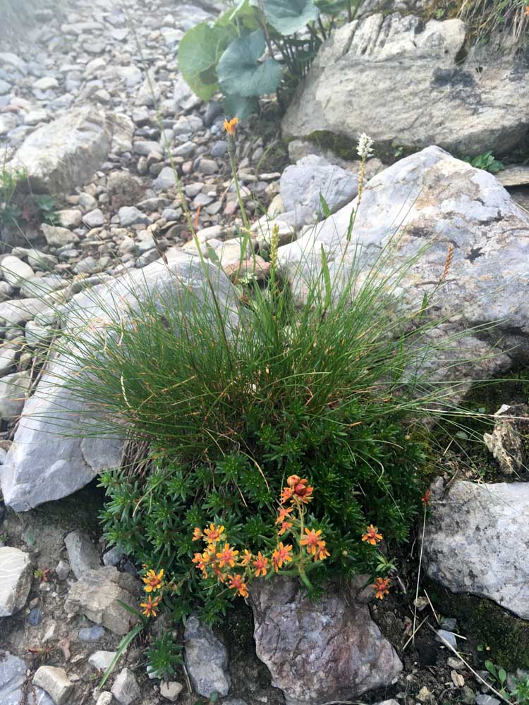 20170804 NF_Hochgebirge Brandner-Runde_Michael-53.jpg