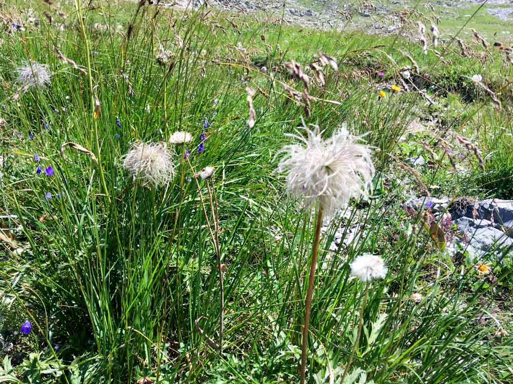20170804 NF_Hochgebirge Brandner-Runde_Michael-90.jpg