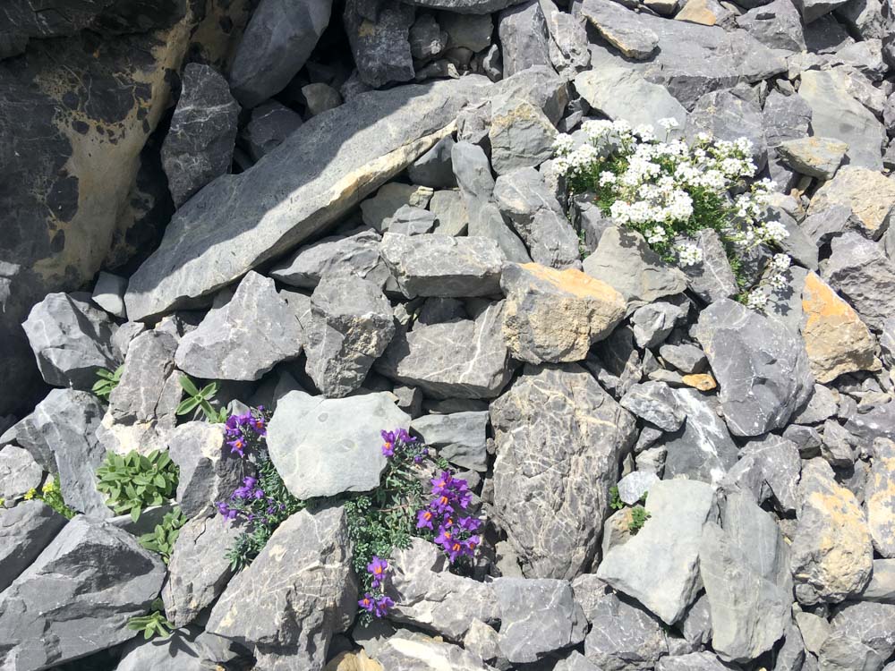 20170804 NF_Hochgebirge Brandner-Runde_Michael-189.jpg