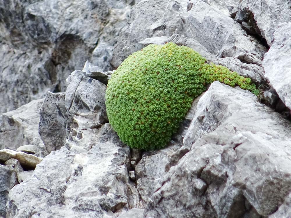 20170804 NF_Hochgebirgswanderung_Sascha-173.jpg