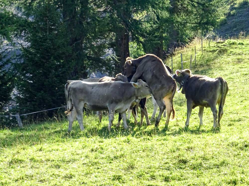 20170804 NF_Hochgebirgswanderung_Sascha-204.jpg