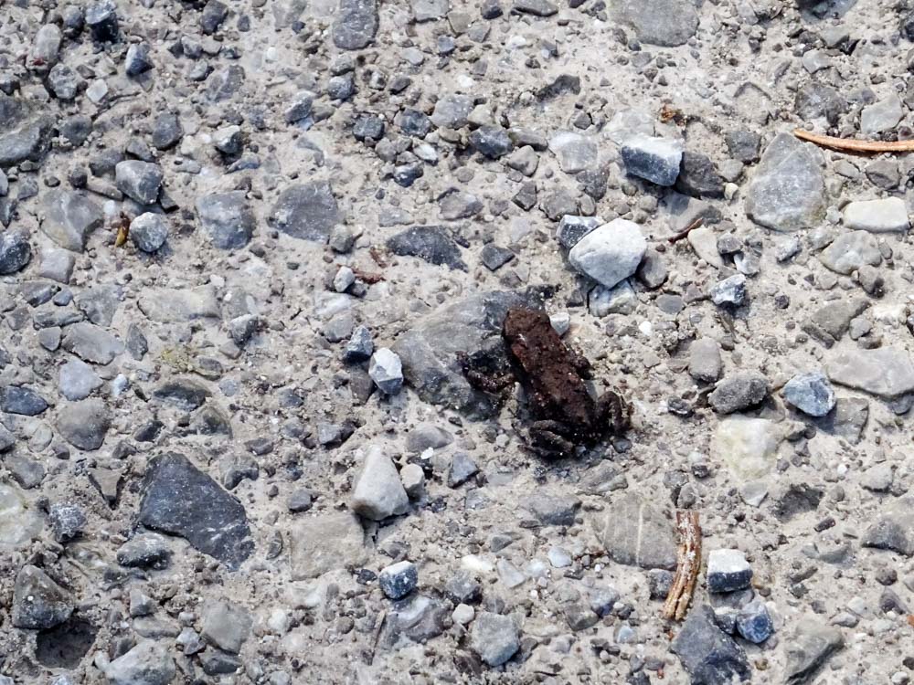 20170804 NF_Hochgebirgswanderung_Sascha-258.jpg