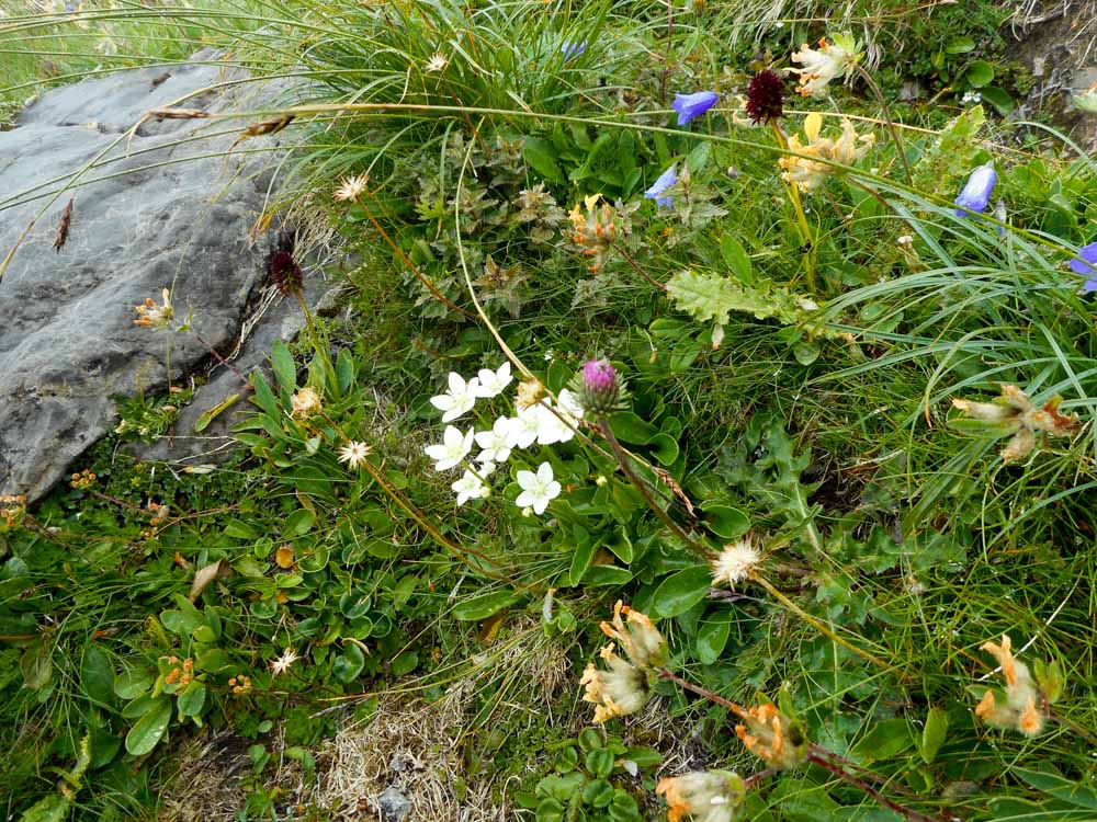 20170806 NF_Hochgebirgswanderung_Anke-7.jpg