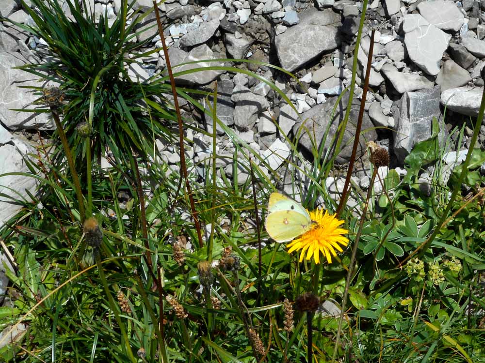 20170807 NF_Hochgebirgswanderung_Anke-16.jpg