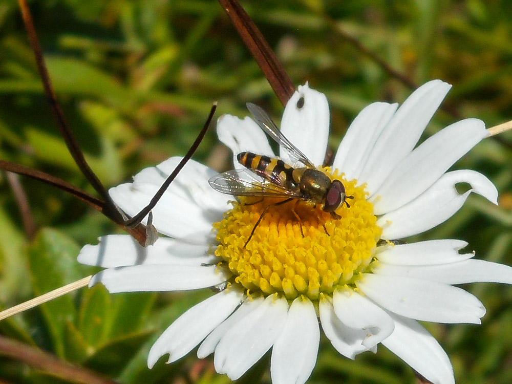 20170807 NF_Hochgebirgswanderung_Anke-22.jpg