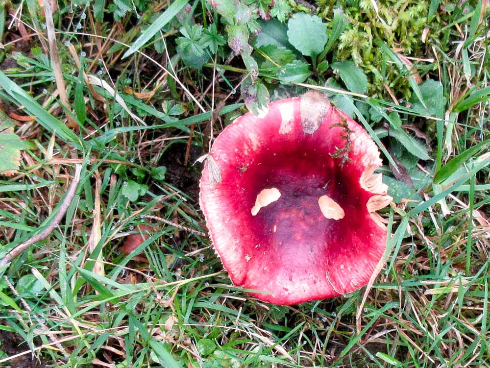 20170905 NF_Bregenzer Wald_Hilde-23.jpg