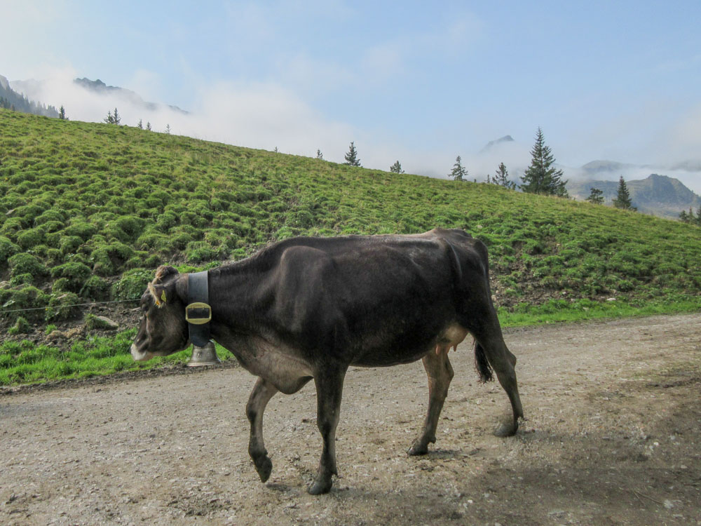 20170905 NF_Bregenzer Wald_Hilde-46.jpg