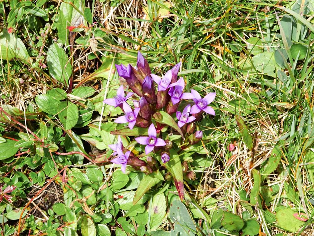 20170905 NF_Bregenzer Wald_Ingrid-10.jpg