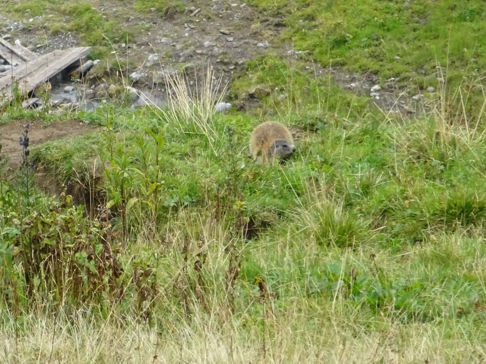 20170905 NF_Bregenzer Wald_Ingrid-108.jpg