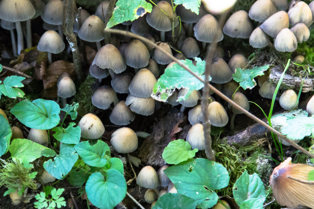 20170922 NF_Bad Urach_Karl-210.jpg