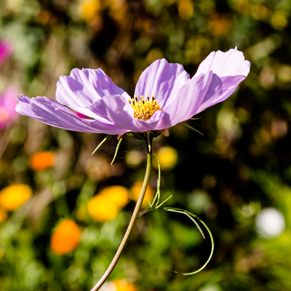 20170922 NF_Bad Urach_Karl-223.jpg