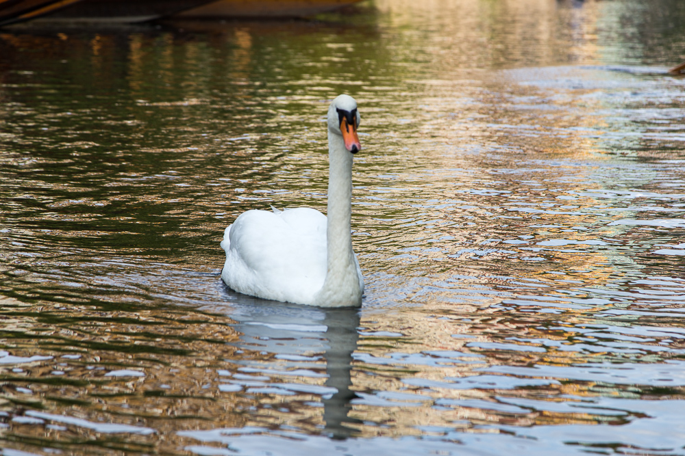 20170922 NF_Bad Urach_Karl-524.jpg