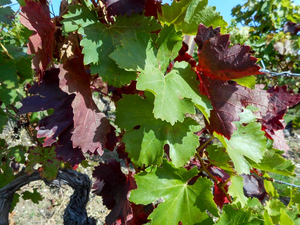 20171001 NF_Pfalzwanderung_Anke-15.jpg