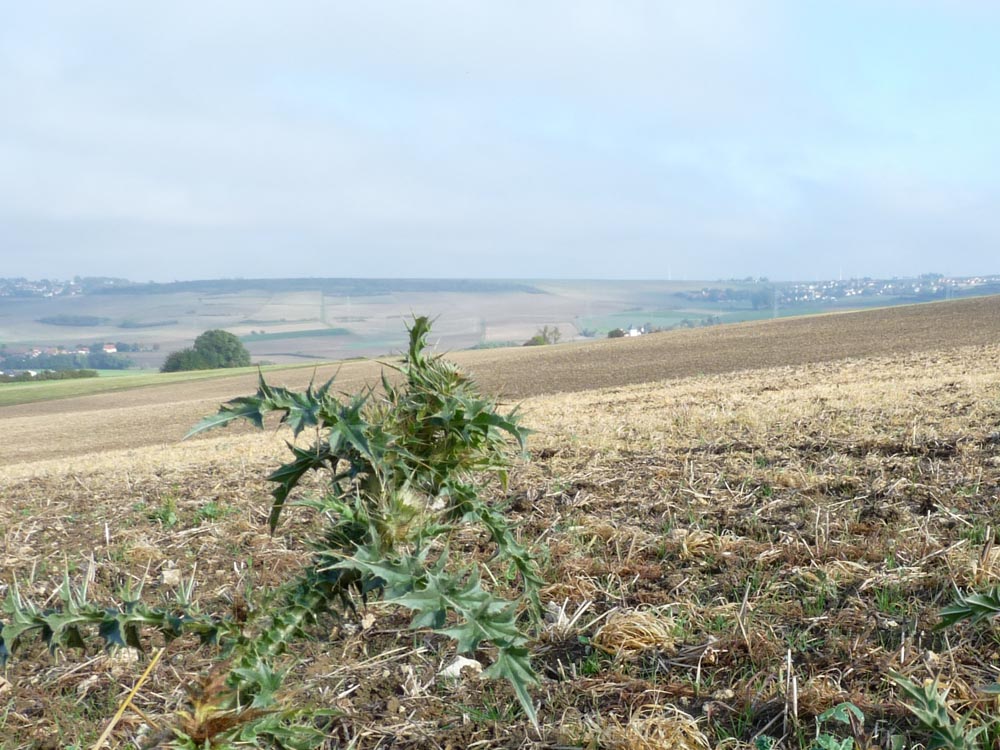 20171001 NF_Pfalzwanderung_Sabine-24.jpg