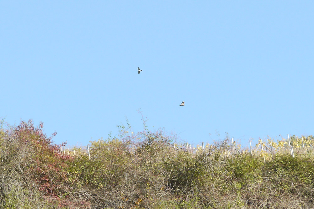 20171101 NF_Letzte Einkehr_Anke-10.jpg