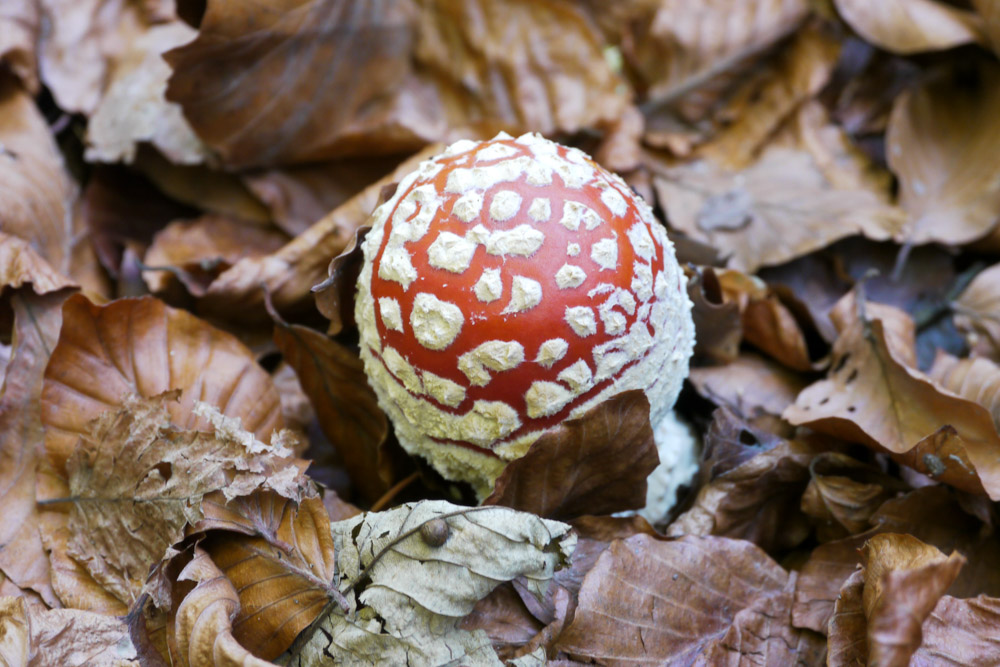 20171101 NF_Letzte Einkehr_Anke-38.jpg