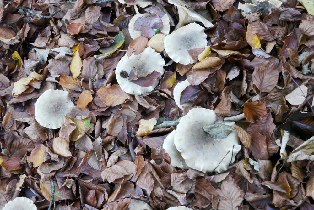 20171101 NF_Letzte Einkehr_Anke-39.jpg