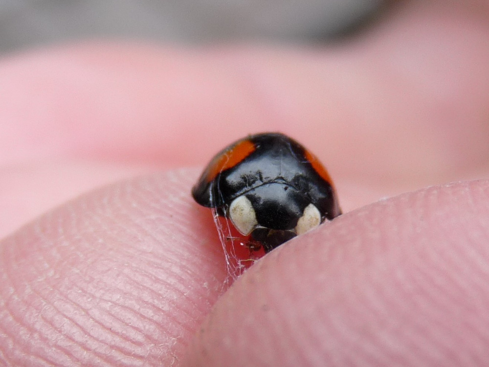 20180317 Arbeitseinsatz_Sabine-34.jpg