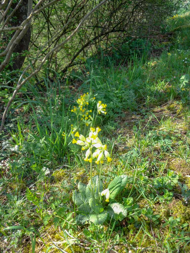 20180421 NF Hunsrück_Christl-22.jpg
