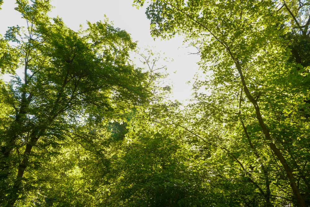 20180506 NF_Wanderung PWV_Anke-6.jpg