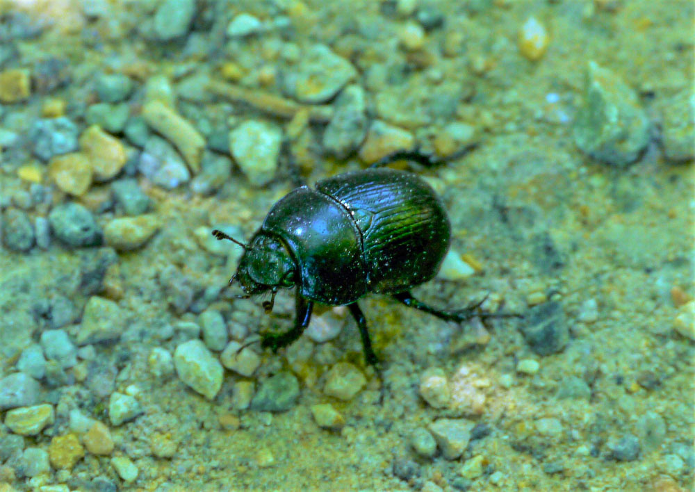 20180506 NF_Wanderung PWV_Anke-43.jpg