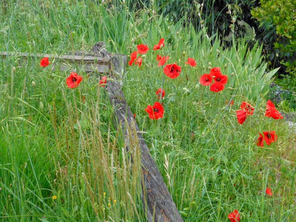 20180525 NF_Ardèche_Anke-174.jpg