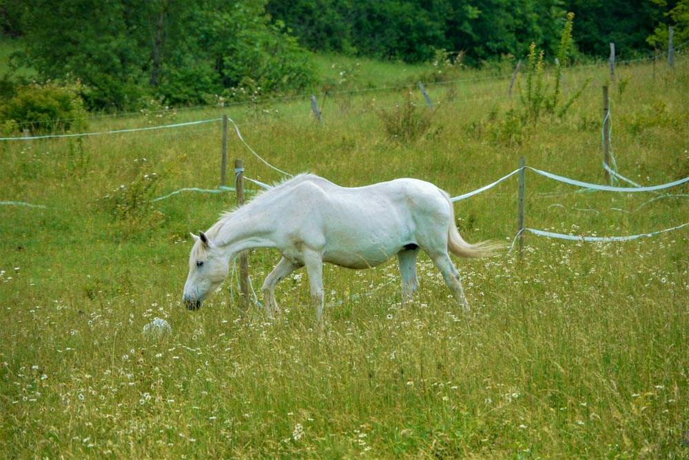 20180525 NF_Ardèche_Anke-202.jpg