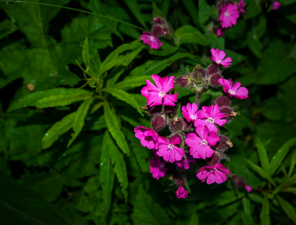 20180615 NF-Feldberg_Anke-137.jpg