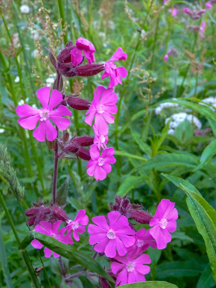 20180615 NF-Feldberg_Sabine-144.jpg
