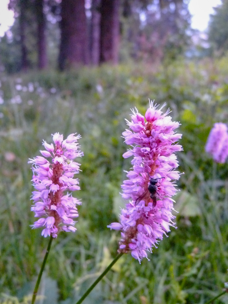20180615 NF-Feldberg_Sabine-149.jpg