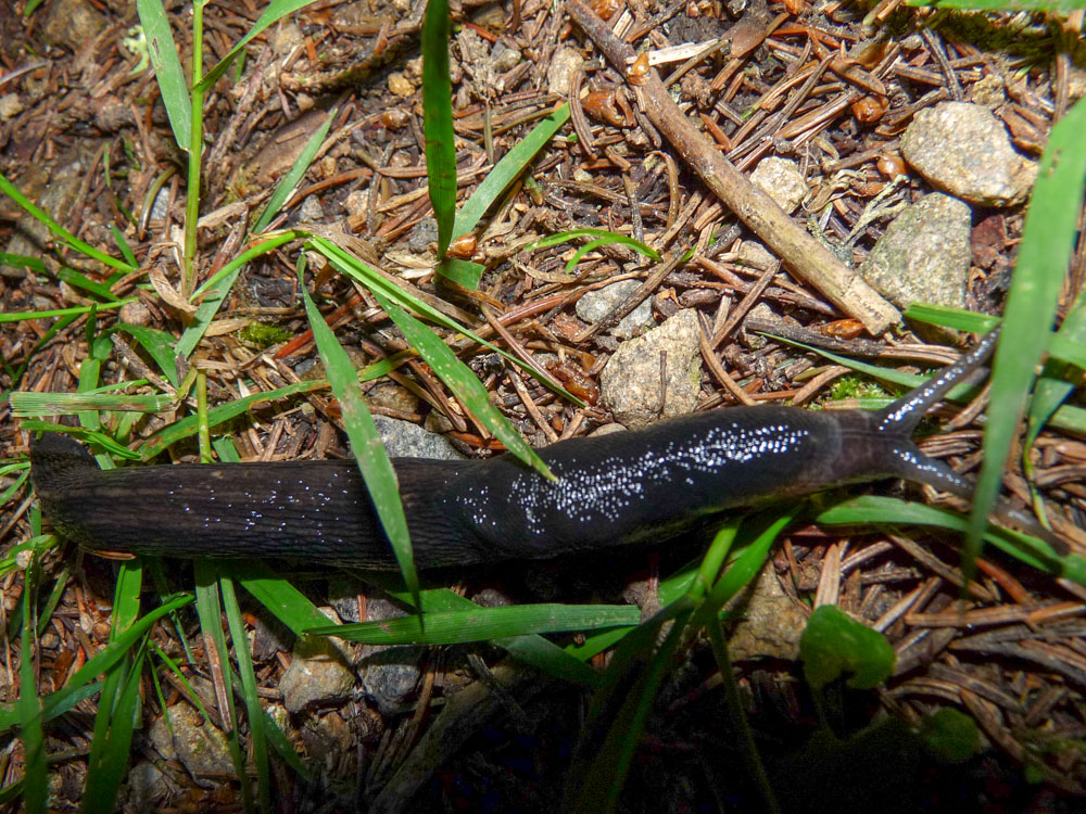 20180615 NF-Feldberg_Sabine-152.jpg