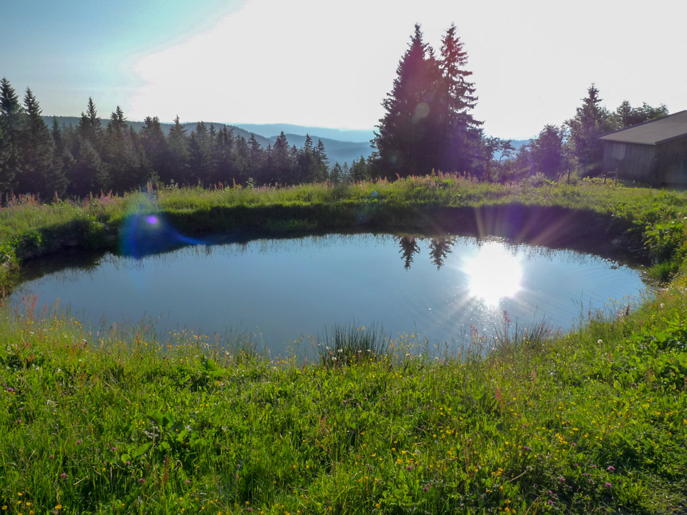 20180615 NF-Feldberg_Sabine-178.jpg
