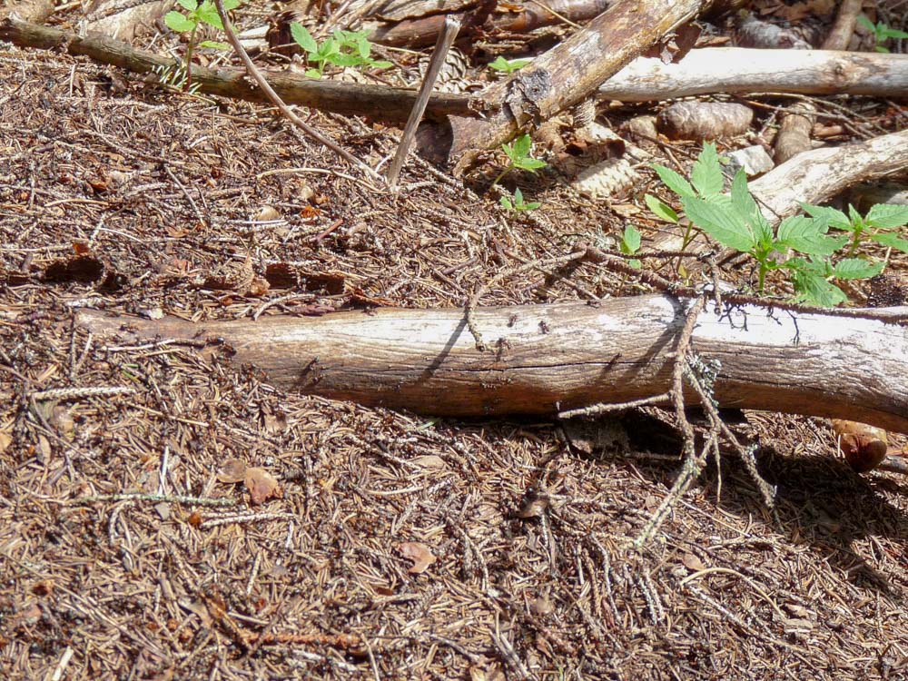 20180615 NF-Feldberg_Sabine-224.jpg