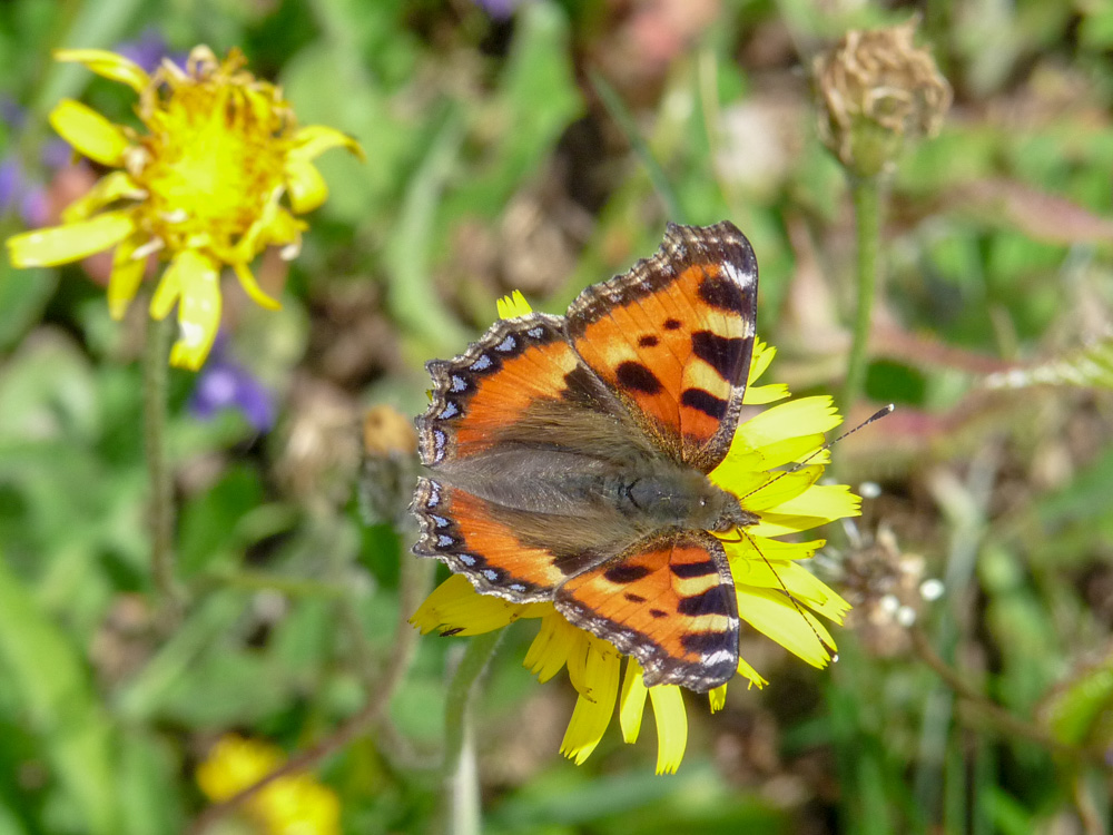 20180615 NF-Feldberg_Sabine-236.jpg