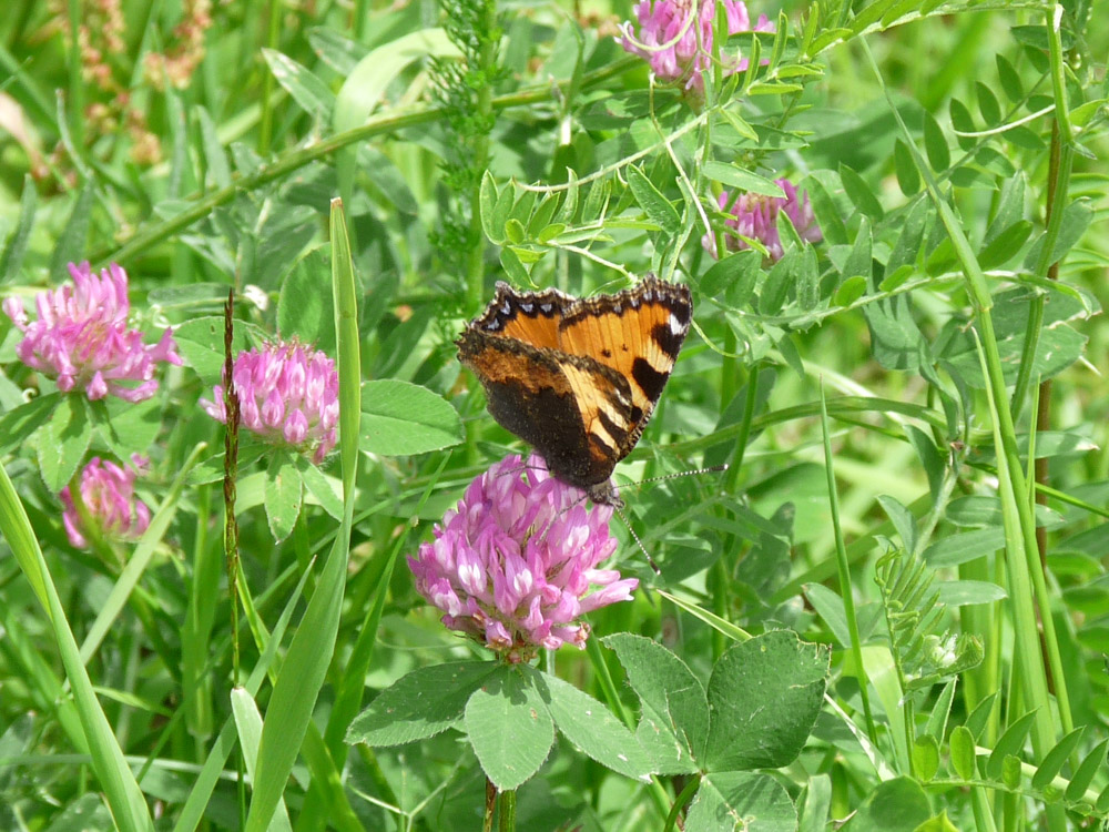20180615 NF-Feldberg_Sabine-257.jpg