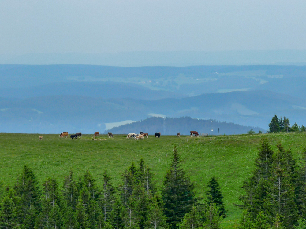 20180615 NF-Feldberg_Sabine-333.jpg