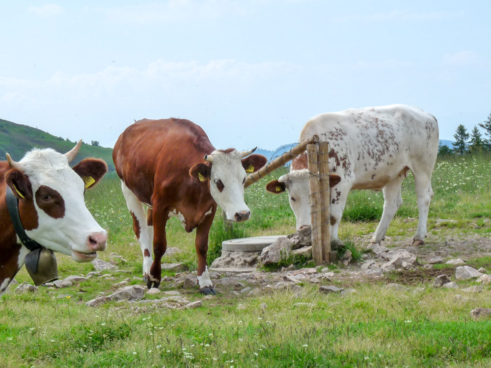 20180615 NF-Feldberg_Sabine-338.jpg