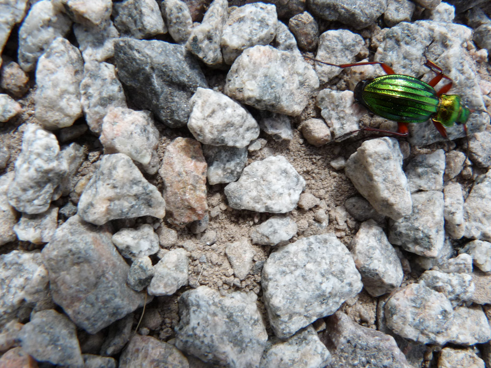 20180615 NF-Feldberg_Sabine-404.jpg