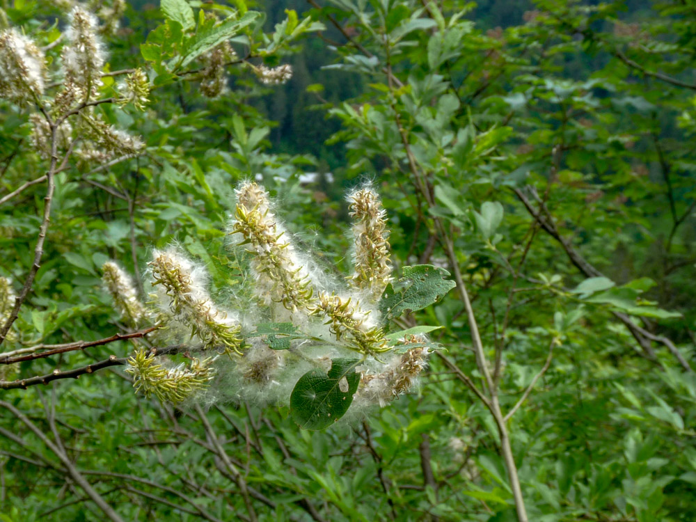 20180615 NF-Feldberg_Sabine-409.jpg