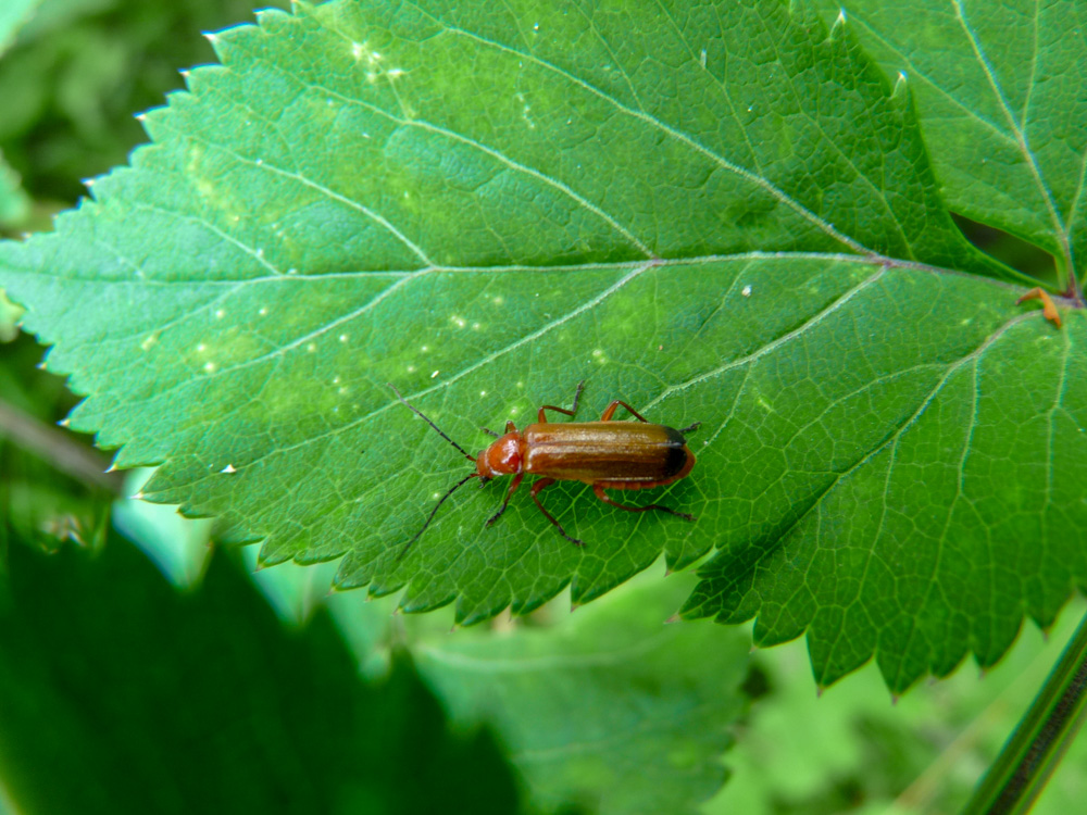 20180707 NF-Tag der offenen Tür_Sabine-58.jpg