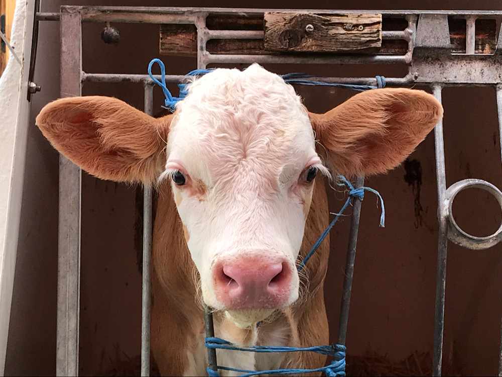 20180802 Hochgebirge_Watzmann_Rafael-66.jpg