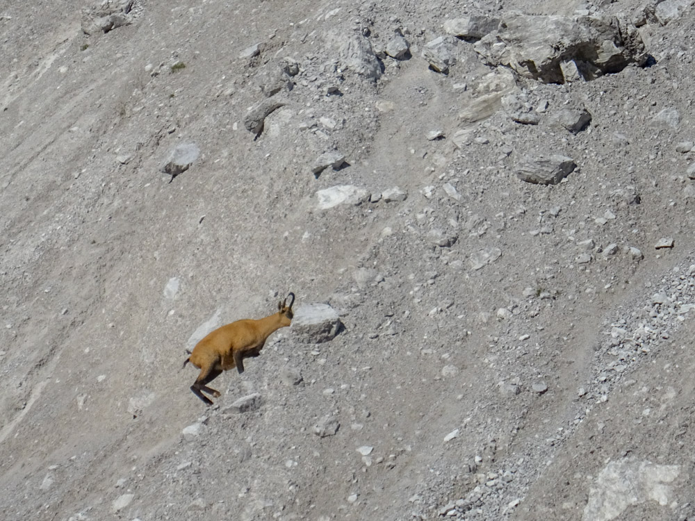 20180802 Hochgebirge_Watzmann_Sascha-41.jpg