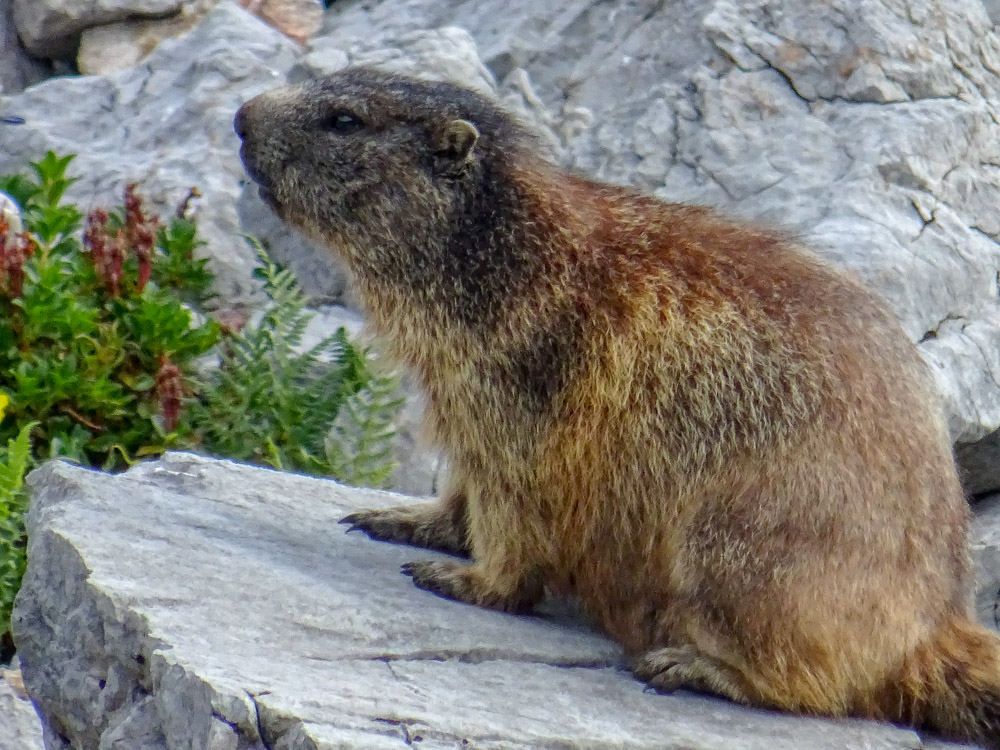 20180802 Hochgebirge_Watzmann_Sascha-110.jpg