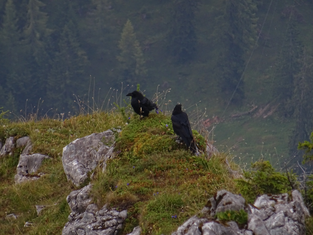 20180802 Hochgebirge_Watzmann_Sascha-211.jpg